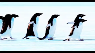 The More We Get Together Kids Song - penguins Dance| kids song| nursery rhymes