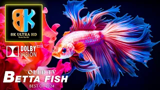 OLED TV TEST 2024 - DOLBY VISION™ 8K HDR VIDEO | Amazing Betta Fish With Calming Music