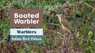 The Booted Warbler (Iduna caligata) - Indian Bird Videos