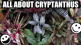 Cryptanthus Bromeliad - Care, Propagation & Varieties - Starfish, Earth Star, Collection, Houseplant