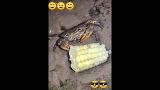 crab eating corn