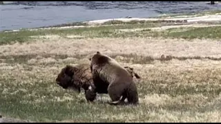 bear vs bison (Roblox Yellowstone Unleashed)