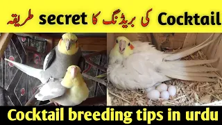 Cocktail breeding tips| how to breed cocktail | cocktail breeding tips in Urdu/ Hindi