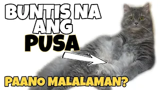 PAANO MALALAMAN KUNG BUNTIS NA ANG PUSA | HOW TO TELL IF YOUR CAT IS PREGNANT