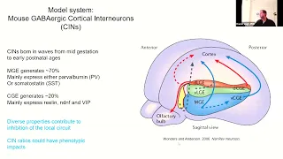 The Low-Hanging Fruit: Exploring Monogenic Syndromes with Autism