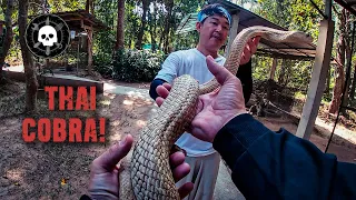 DMV Thailand: Handling Venomous Snakes in Thailand - Thai Cobra Show