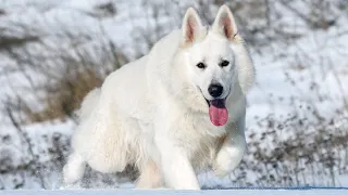White Swiss Shepherd Dog Pros and Cons