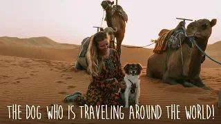 Traveling with dog around the world by backpacking, hitchhiking