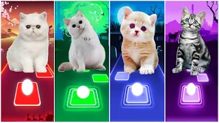 CUTE CATS WEDNESDAY BLOODY MARY LADY GAGA😸BLACKPINK LISA MONEY😸JISOO FLOWER😸COOL CAT ALAN WALKER