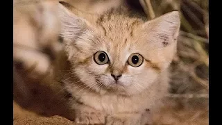 Rare And Elusive Sand Cat Kittens Captured In Wild For First Time