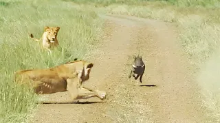 WARTHOG WALKS RIGHT INTO 2 LIONS