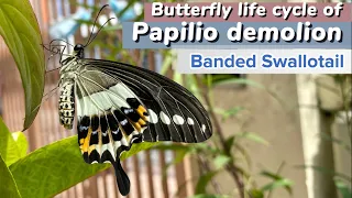 Butterfly life cycle of Papilio demolion (Banded swallowtail) #butterfly #butterflylifecycle #nature