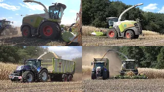 Mais hakselen door loonbedrijf Grefelman met hun nieuwe Claas Jaguar 950 (2022)