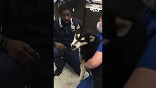 Abuse caught on camera Husky kicked and punched in front of crying child