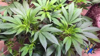 Cannabis Genetic Talk - Big Dans Genetix - Big Dans Green Thumb