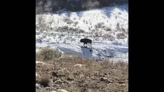 Wyoming Free Range Bison Hunt