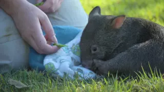 Australia Zoo's wombat joey joy!