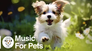 Music For Dogs ! 🐶 Calm Your Dog and Help them Have a Sound Sleep with this Music!