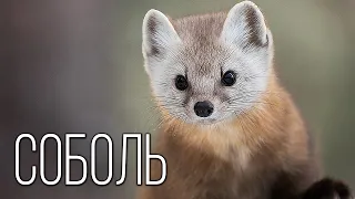 Sable: Furry predator of the Taiga | Interesting facts about the family of martens