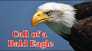 Call of a Bald Eagle - Eagle Sounds to scare birds 🦅