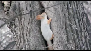 Дупло, в котором живёт Толстая белка / The hollow in which the Tolstaya squirrel lives