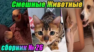 Смешные собаки и милые кошки 😂 . Приколы с животными. Видео сборник за декабрь 2020 🧡