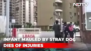 1-Year-Old Mauled By Stray Dog At Noida Housing Society Dies Of Injuries | The News