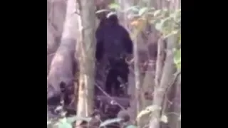 Help! I Think I Saw a Skunk Ape! UPDATE (ThinkerThunker)