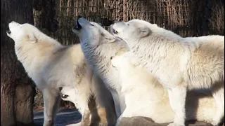 Howling Wolf - White Arctic Pack of Wolves howling together - Great Scene