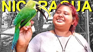 We released a TOUCAN in Nicaragua! | Selva Negra Matagalpa