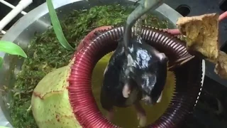 EATEN ALIVE: CARNIVOROUS PLANT TRAPS AND DIGESTS A MOUSE!