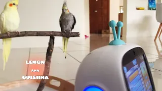 Will Birds dance with the robot to pop music?