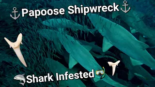 Diving the Papoose Shipwreck in NC Infested with Sharks (close up)