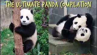 The Ultimate Panda Compilation 🐼  | MirandaTheAdventurer