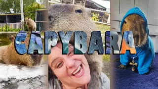 BEST CAPYBARA COMPILATION EVER #2!