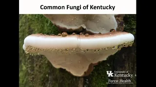 Fantastic Fungi II - Common Mushrooms of Kentucky