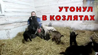 3 сарай с козлятами