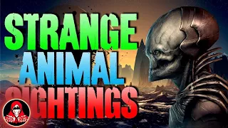 15 UNEXPLAINED Animal Sightings - Darkness Prevails