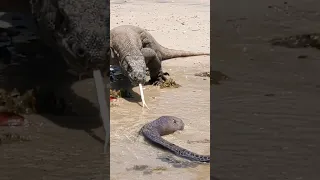 Komodo vs monster eel