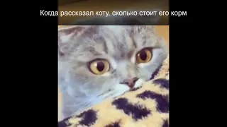 😹✅Эти коты и кошки самые смешные;лучшие приколы про животных 2022:Ржака до усрачки! смотри быстрей.