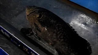 Epinephelus lanceolatus grouper fish cutting龍膽石斑活魚現切秀