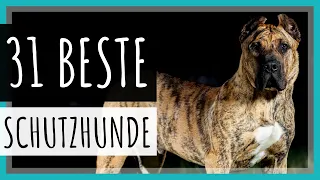 Top 31 Schutzhunde mit Bildern [2023]