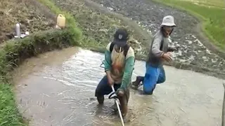 Kasi slow kaka,,,,ngegemuk trus ngabajak sawah.........