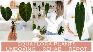 EquaFlora Plant Unboxing + Rehab + Repot