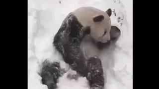 Panda Tian Tian Enjoys Snow Storm 2016 National Zoo Smithsonian Hits Washington DC New York City