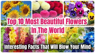 World's Most Beautiful Flowers | Traits, Symbolism, Uses and Benefits | Stunning Video of Flowers