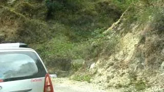 Road side wild cat in India.