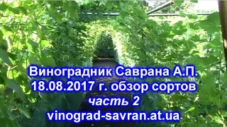 Виноградник Саврана А П  18,08,2017 часть2