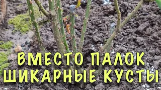 ВМЕСТО ПАЛОК ШИКАРНЫЕ КУСТЫ! ПЕРВАЯ подкормка РОЗ ПОСЛЕ ЗИМЫ! ОШИБКА из-за которой ПЛОХО РАСТУТ РОЗЫ