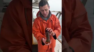 Half male half female maine lobster